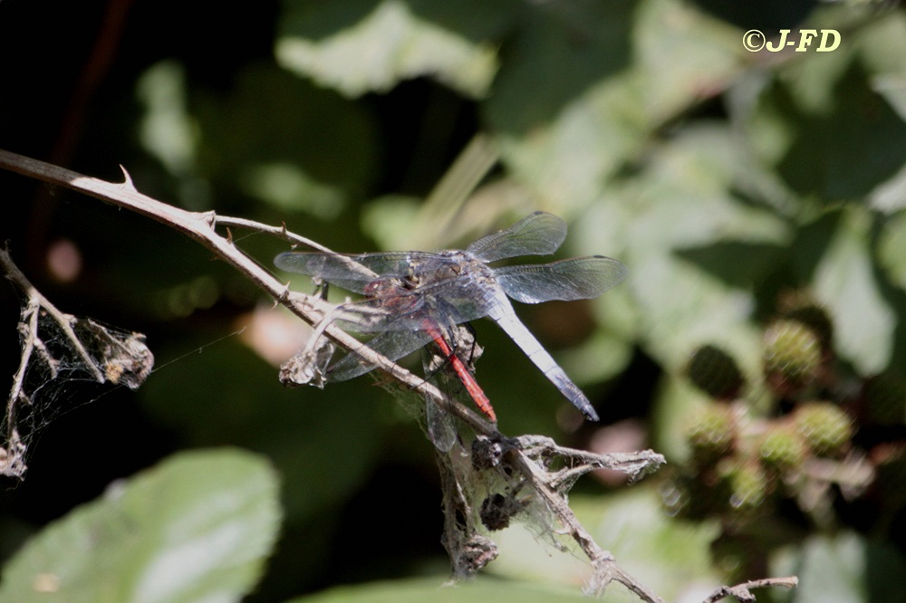 Sympetrum sanguineum predato da Orthetrum cancellatum